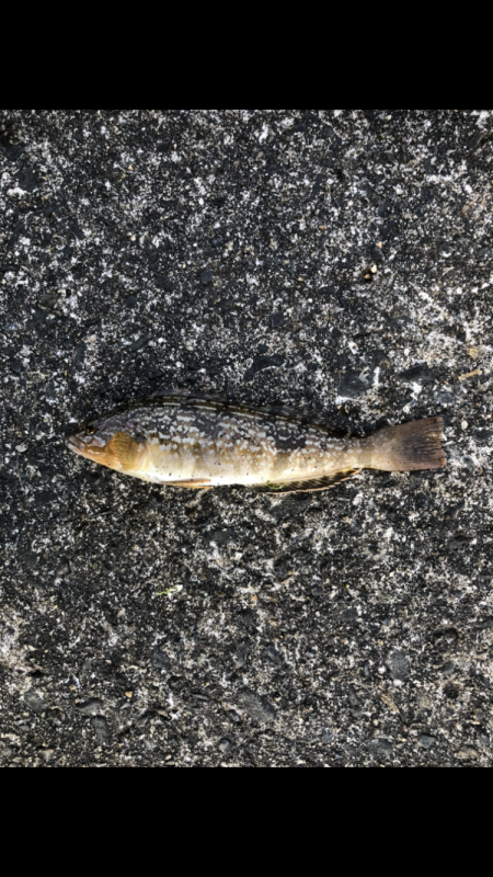 アジング　アジ　アイナメ