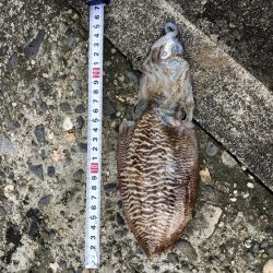 コウイカ　エギング