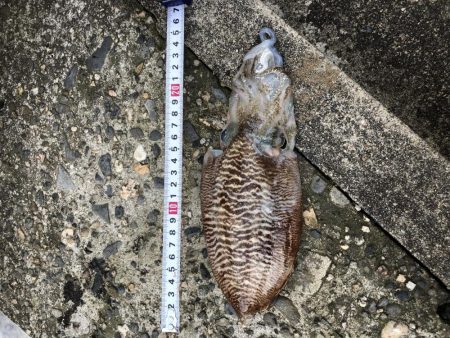 コウイカ　エギング