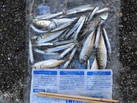 イワシラッシュ