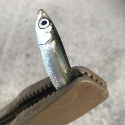 マイクロジグサビキでサバGET!