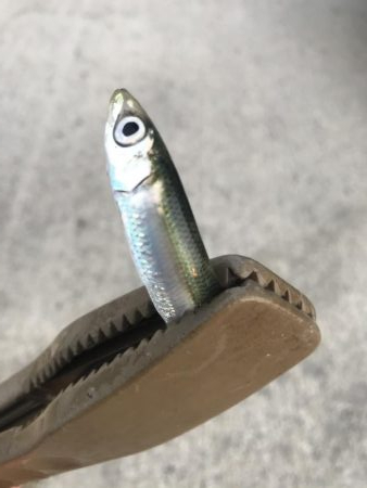 マイクロジグサビキでサバGET!