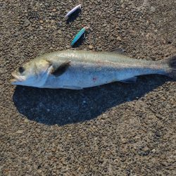 ランカー出ました