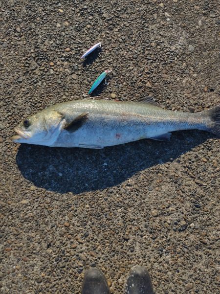 ランカー出ました