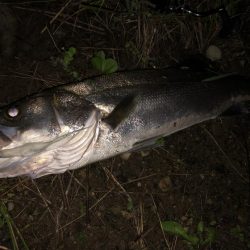 ががっときました。