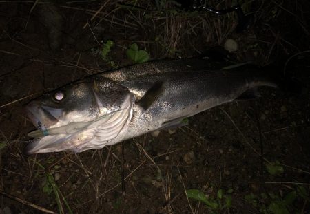 ががっときました。