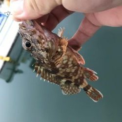 癒しのガッシー3rd?