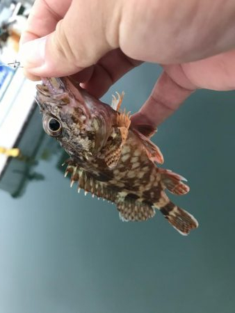 癒しのガッシー3rd?