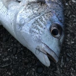 わらしべ釣りで、キビレ