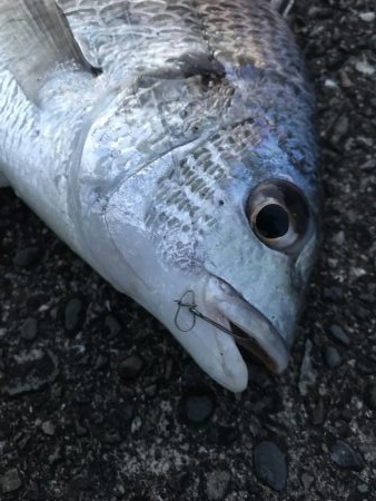 わらしべ釣りで、キビレ