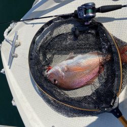 鯛釣り