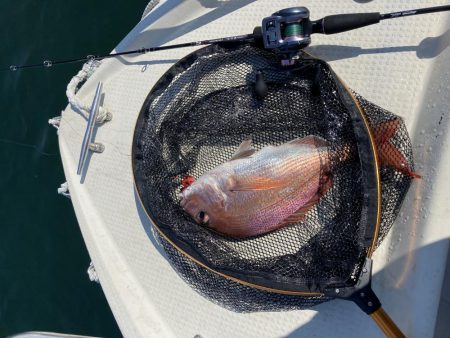鯛釣り
