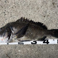 イチノ兄弟、釣果！