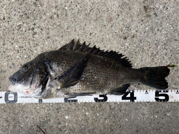 イチノ兄弟、釣果！