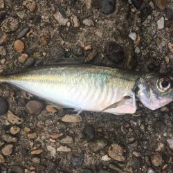 遠征アジング 二日目