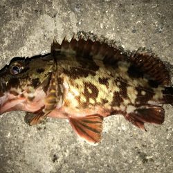 ガシラ  25cm‼︎