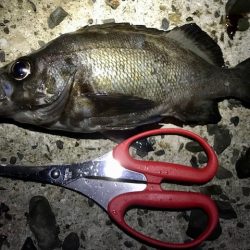 フロートメバリング