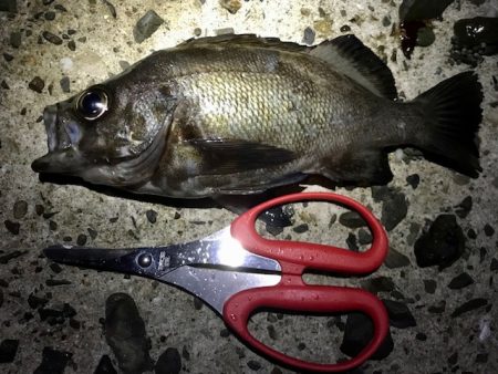 フロートメバリング