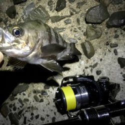 フロートメバリング