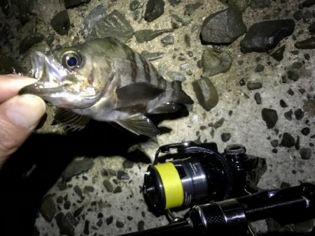 フロートメバリング