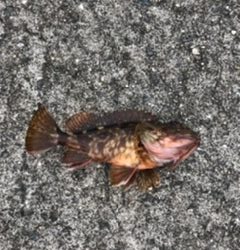 ええ穴釣りポイント発見