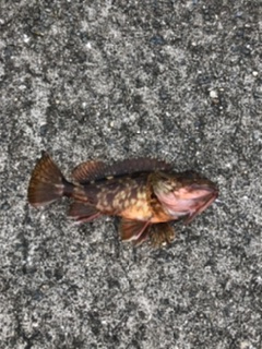 ええ穴釣りポイント発見