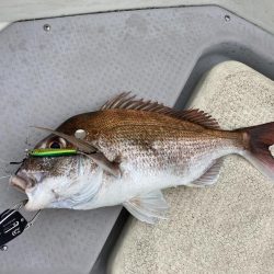 魚のやる気が・・⁉︎