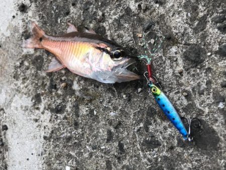 ダイソージグで4目達成