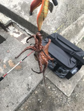 タコ釣り