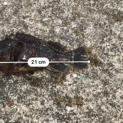 タコボウズ 穴釣りは100%