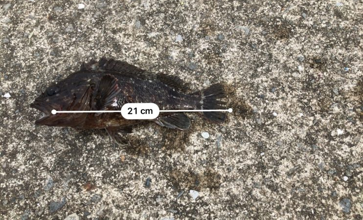 タコボウズ 穴釣りは100%