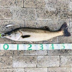 シーバスフィッシング