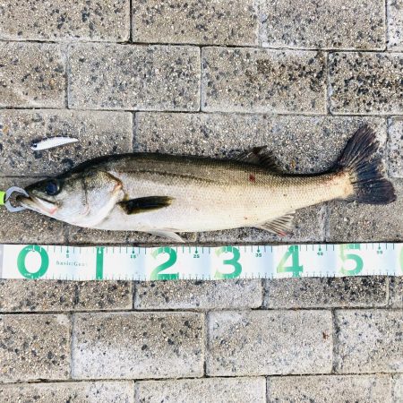 シーバスフィッシング