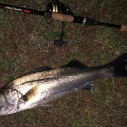 ナイトシーバス