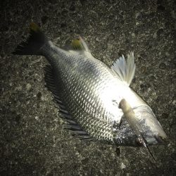 今期初サナギフカセ