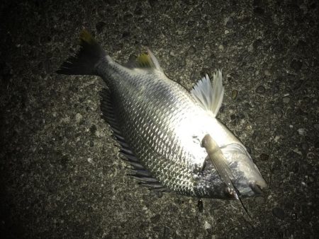 今期初サナギフカセ