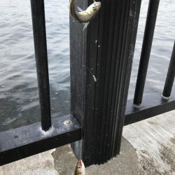 空港の豆アジデカめ