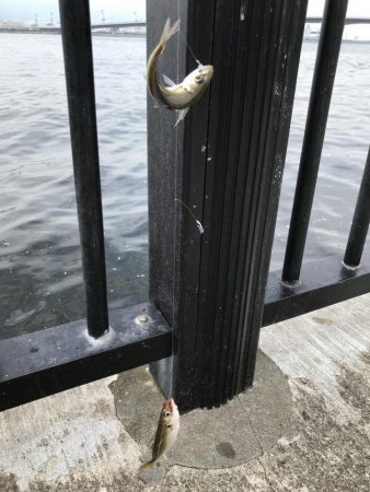 空港の豆アジデカめ