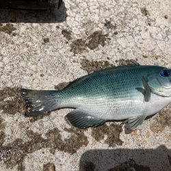 とびつくで挑戦