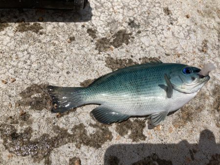 とびつくで挑戦