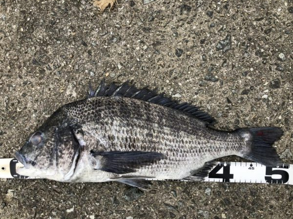 イチノ兄弟、釣果！