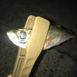 ダイソージグで良型アジ好調