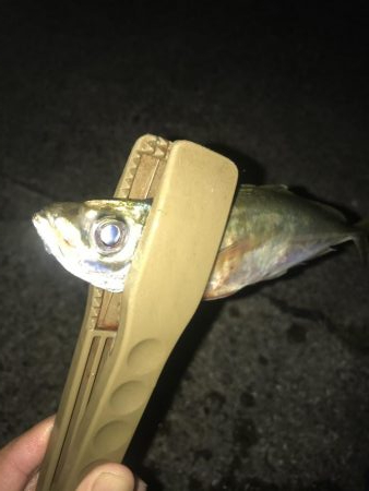 ダイソージグで良型アジ好調