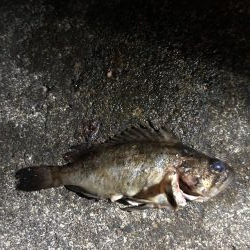 ナイトアジング