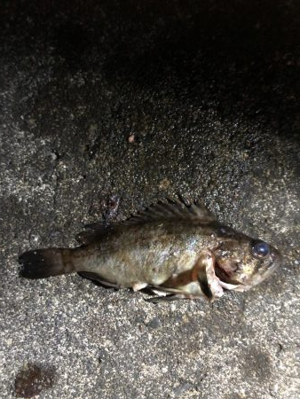 ナイトアジング