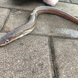 アナゴあたり多数