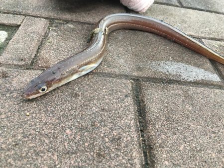 アナゴあたり多数