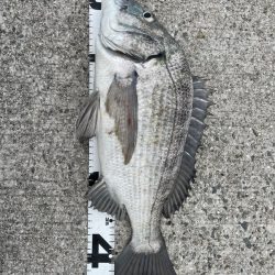 イチノ兄弟、釣果！