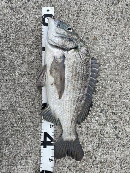 イチノ兄弟、釣果！