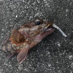 ダイソーワームでガシラGET